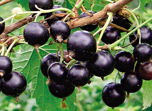 Корисні маски з смородини для особи – 3 рецепта