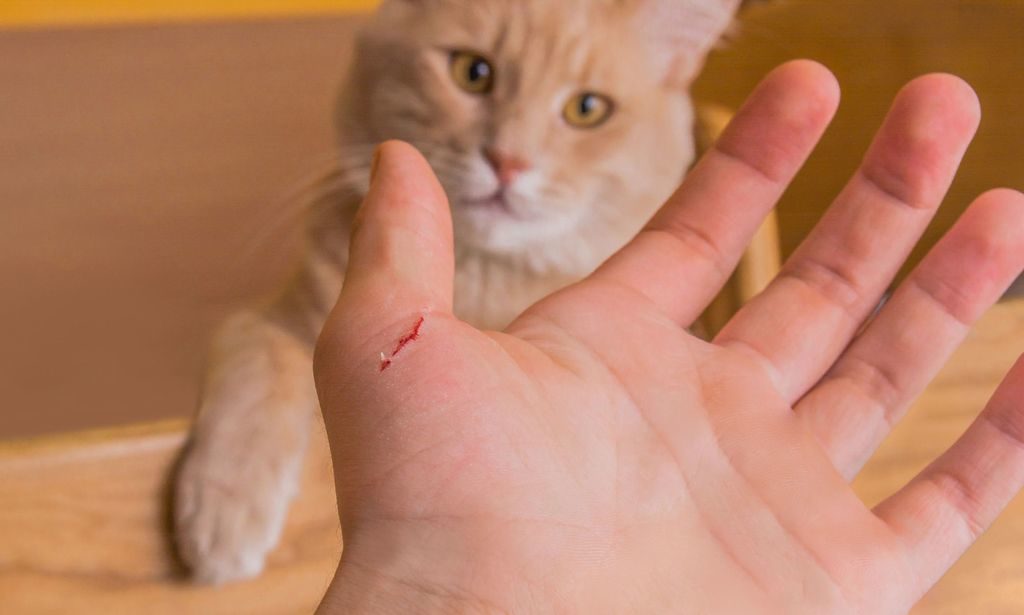 Подряпала кішка – 5 дій по загоєнню ран