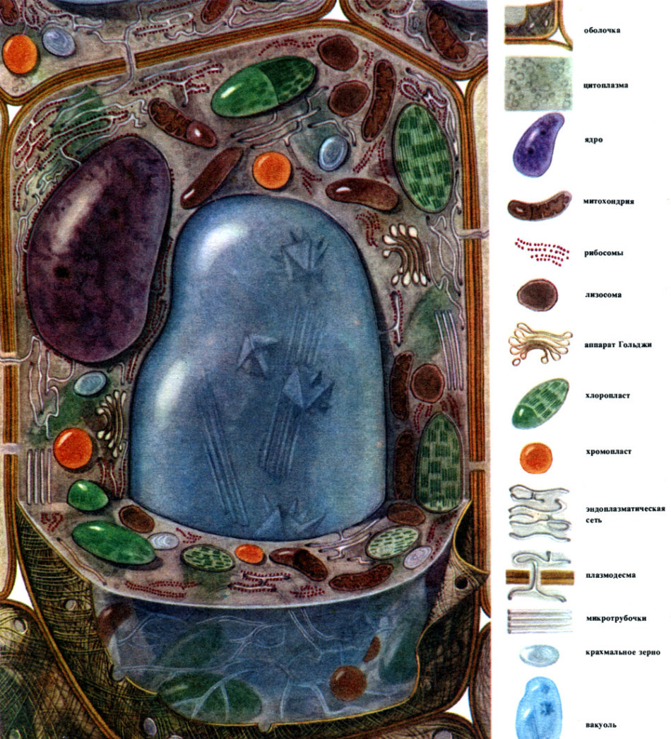 Порівняння тваринної і рослинної клітини: ознаки подібності та відмінності клітин всіх живих організмів